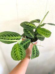 Lemon Lime Maranta "Prayer Plant"